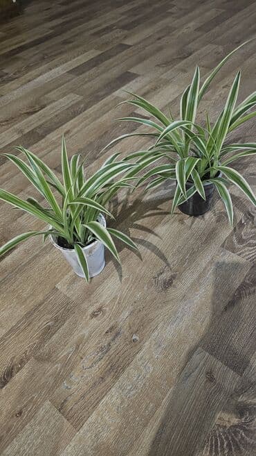 туя брабант бишкек: Хлорофитум подросший
Есть детки! — 8