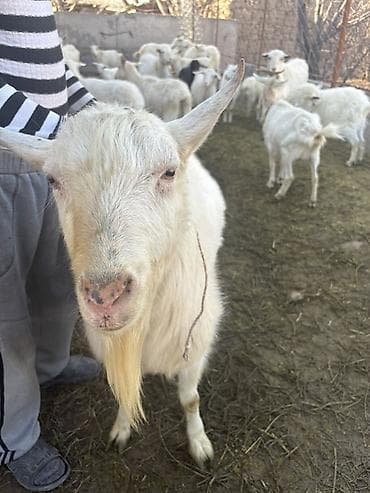 мал доктор: Продаю | Козёл (самец) | Зааненская | Для разведения | Осеменитель — 1