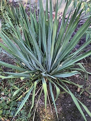 солнце: Хвойные и декоративные кустарники для ландшафта Что предлагается: - — 5