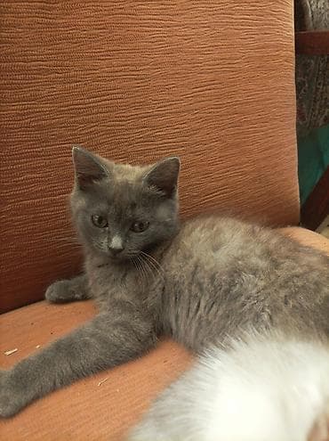 ат кош: Котята, 2 малыша из одного помёта. мальчики - Окрас: один — 3