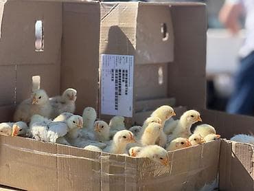 цеплята бройлер: Продаю | Цыплята | На забой — 1