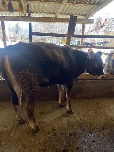 телки швиц: Продаю | Корова (самка) | Для разведения | Нетель — 5