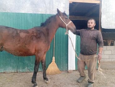 Продаю | Жеребец | Для разведения, Рабочий | Племенные
