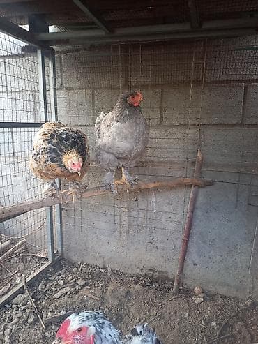 дикоративные куры: Продаю | Куры | Для разведения — 8