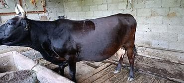 хаски и его учитель белый кот: Продаю | Корова (самка) | Для молока | Привязанные — 1