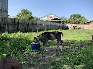 жаны уйлор: Сатам | Уй (ургаачы) | Сүт алуу үчүн | Музоологондон кийин — 3