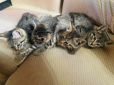 купить собаку бишкек: Полосатые котята-коротышки (табби) домашнего разведения. Описание: - — 5