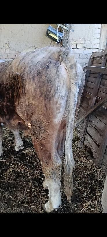 Продаю | Бык (самец) | Для разведения