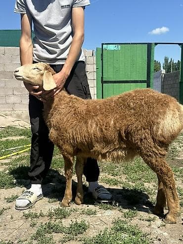 щпиц собака: Продаю | Овца (самка) | Для разведения | Матка — 1