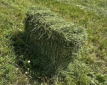Сено/люцерна в тюках. Описание: - Кормовое сено из люцерны — 1