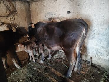 Продаю | Корова (самка) | Швицкая | Для молока | После отела
