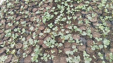 ящик для клубника: Рассада арбузов в индивидуальных стаканчиках как раньше - Культура — 1