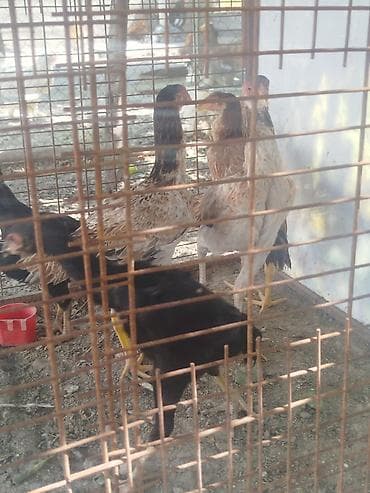 Дакан жожо мекиштер сатылат 8 штук бар алмашу жолдору бар дакан тооко at lalafo.kg Дакан жожо мекиштер сатылат 8 штук бар алмашу жолдору бар дакан тооко