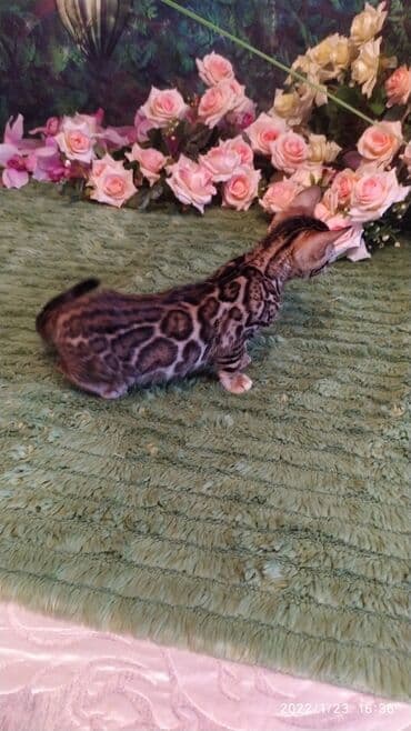 куда можно отдать собаку в бишкеке: Бенгальская, 2 месяца, Девочка — 6