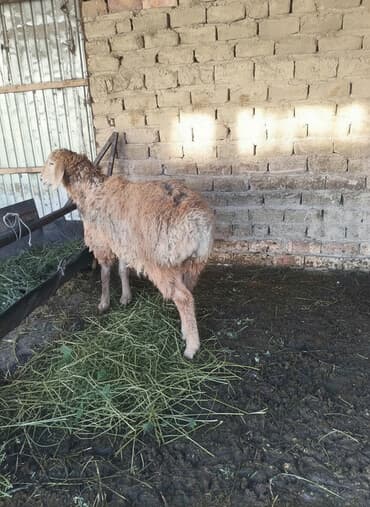 кролик декоративный: Продаю | Овца (самка) | Для разведения — 2