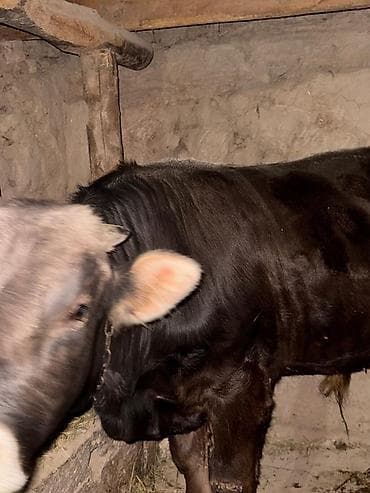 мышык алам: Сатам | Бука (эркек) | Бордоп семиртүү үчүн | Байланган — 2