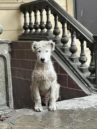 Ит бекер берем: Алабай, 4 айлык, Эркек — 2