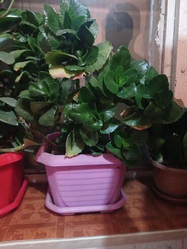 купить саженцы малины в бишкеке: Цветы 💐 — 1