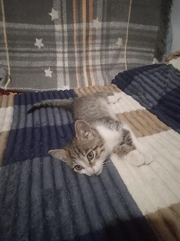 scottish fold: Котёнок, короткошёрстный, полосатый (серо-коричневый табби) с белыми — 1