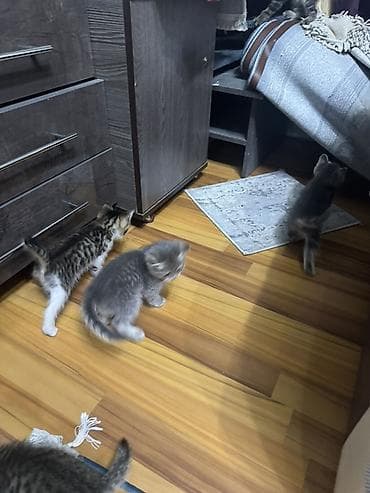 Скотиш Фолд (Шотландская вислоухая), 2 месяца, Девочка, Серый, Метис
