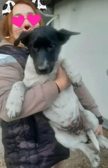 шпиц померанский цена: Пристраивается очень умный щенок, 5 месяцев, кобель, ласковый к людям — 3