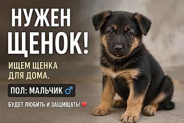 Собаки: Ищем щенка для дома. Нужен щенок, пол: мальчик. Идеальный домашний — 1