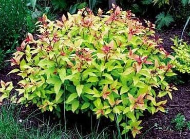 Уход и хранение одежды: Саженцы декоративных кустарников! Стоимость зависит от сорта и размера — 3