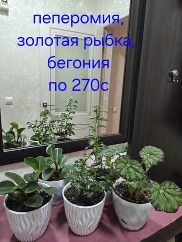 люстра сатылат: Алоказия с крупными, тёмно-зелёными листьями, украшенными контрастными — 28