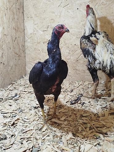 косплей бишкек: Дакан мекиш сатылат алмашу жолдору бар адрес Бишкек Заря Тынчтык — 3