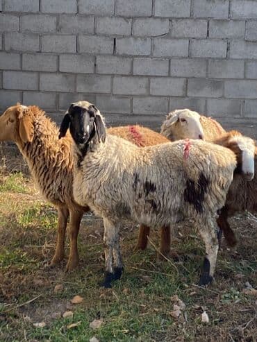 в связи с переездом отдам попугая жако в добрые руки: Продаю | Овца (самка), Ягненок, Баран (самец) — 1