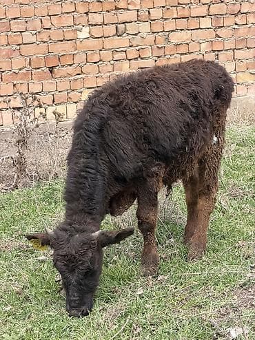 кел кел: Сатам | Бука (эркек) | Аргын, Голштин, Алатоолук — 4