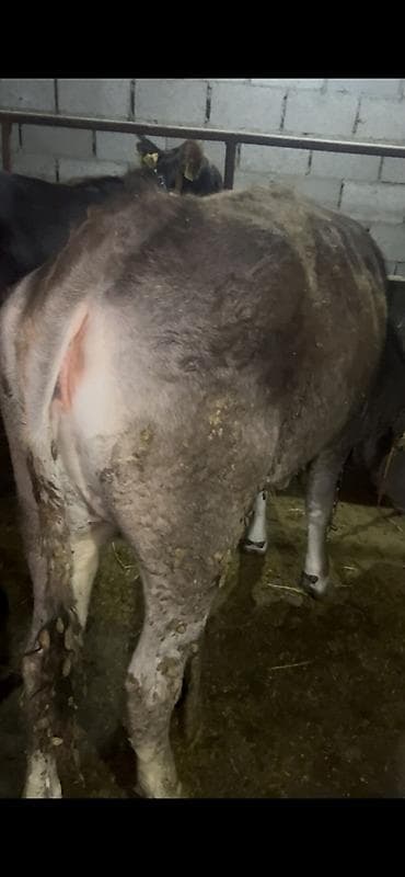 маленькие бычки: Продаю | Бык (самец) | На откорм | Привязанные — 6