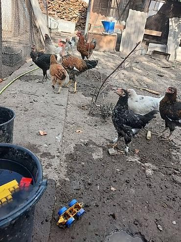 куры живые: Продаю | Куры | Домашняя | Для разведения — 10