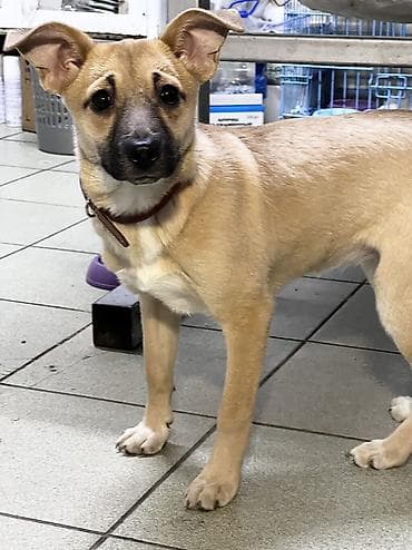 Собака даром: Дворняжка, 4 месяца, Самка, С прививкой at lalafo.kg Собака даром: Дворняжка, 4 месяца, Самка, С прививкой