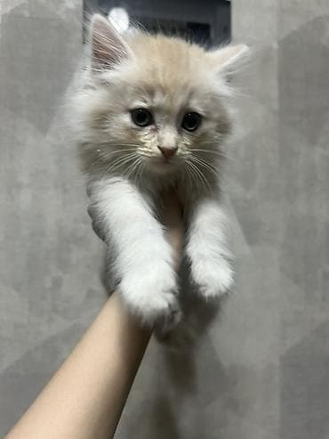 Кошки: Отдам котенка в добрые руки. Пушистый кремово-белый котёнок с голубыми — 2