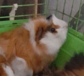 крысы декоративные: Морские свинки, мальчик и девочка, возраст от 2 месяца. Цена 550 сом — 2