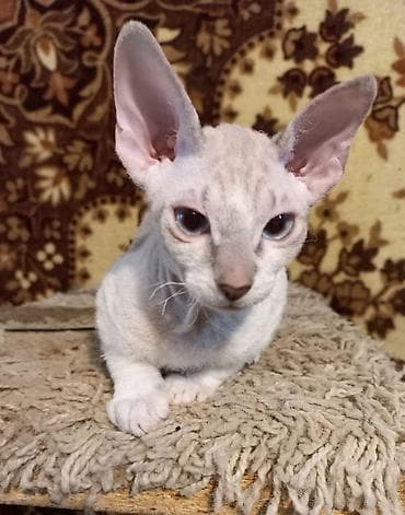 свинкс кот: Голубоглазые 3-х месячные котята донских сфинксов мальчик и девочка — 6