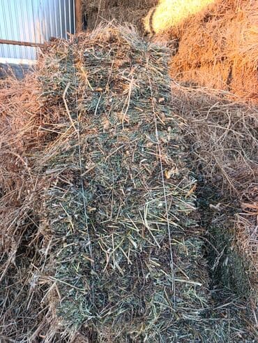 ош мышык: Сено в тюках - Прямоугольные тюки, перевязаны шпагатом/проволокой — 1