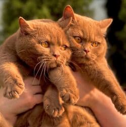 ящик для документов: ✨ БРИТАНСКИЕ КОТЯТА ЗОЛОТИСТОЙ ШИНШИЛЛЫ В ПОИСКАХ ДОМА! ✨ Наши малыши — 7