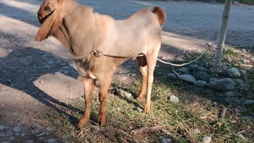 чистокровный английский: Сатам | Эчки (ургаачы) | Нубий | Көбөйтүү үчүн — 4