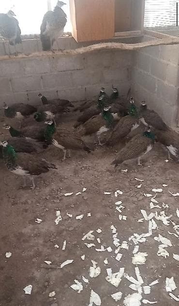 Аквариумдар: Продам молодых павлинов 🦚🦚🦚🦚🦚❗ — 2