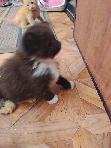 scottish fold: Котята, домашние, пушистые, ручные. - Возраст: примерно 1–1,5 месяца — 4