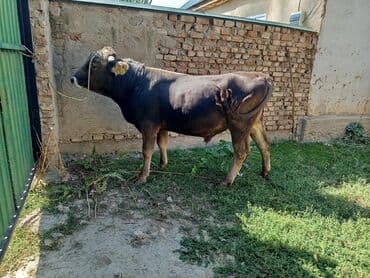 бычки на откорм: Продаю | Бык (самец) | На откорм | Племенные — 1