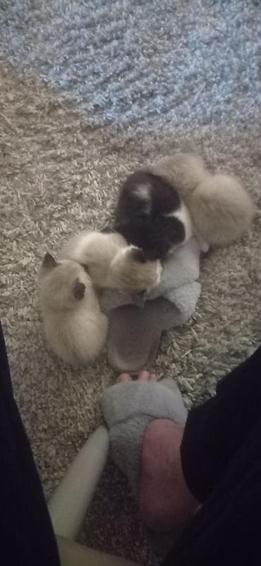 Продажа кошек: Отдаём котят в добрые руки. родились 21 марта. кушать сами уже — 2