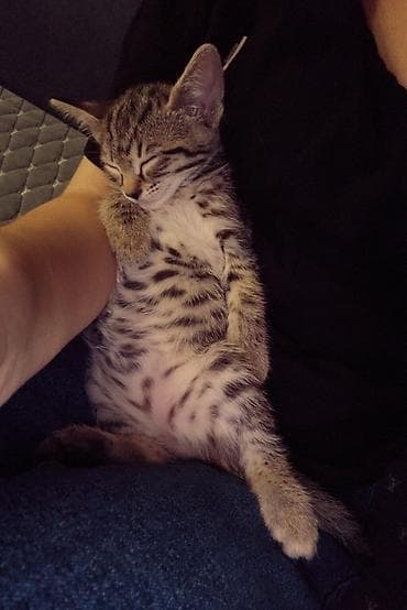 Другие животные: Котёнок полосатый (серо-коричневый табби) с белой грудкой и животиком — 4