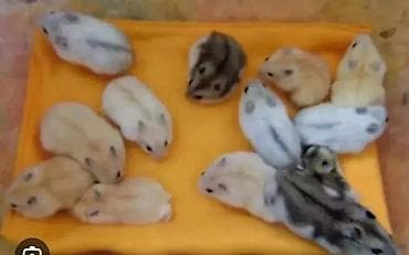 Хомяки: Продаются хомячки сирийские, ангорские пушистые хомячки, джунгарские — 5