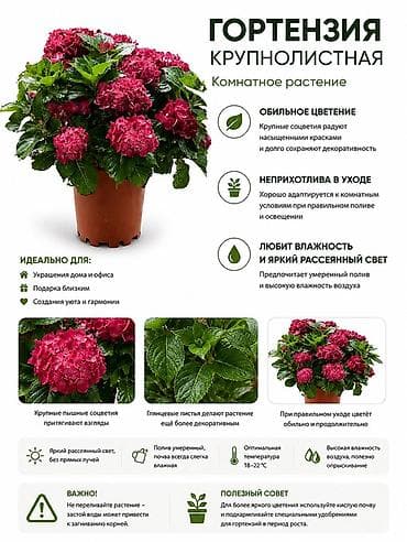 Гортензия крупнолистная — комнатное растение - Обильное цветение at lalafo.kg Гортензия крупнолистная — комнатное растение - Обильное цветение