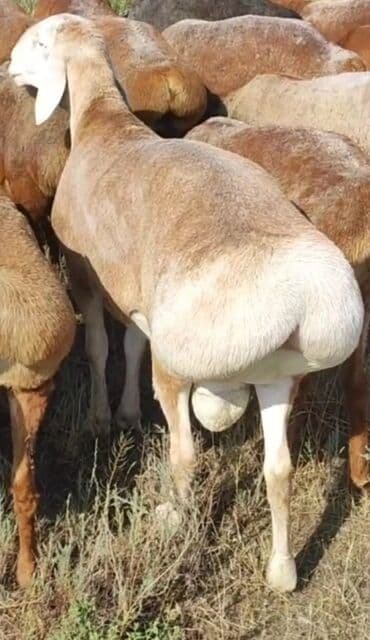 собаки карабалта: Сатам | Кочкор (эркек) | Арашан | Көбөйтүү үчүн | Жасалма жол менен боозутуу — 1