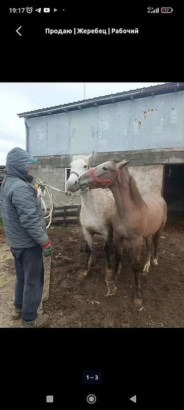 куплю тай: Продаю | Жеребенок | Полукровка | Для разведения | Племенные — 3