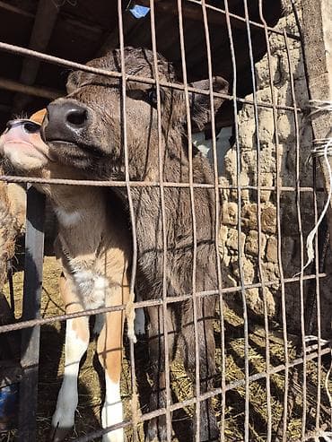 телята 3 месяца: Продаю | Музоо, торпок | На откорм | Искусственник — 8